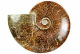 Polished, Agatized Ammonite (Cleoniceras) - Madagascar #104850-1